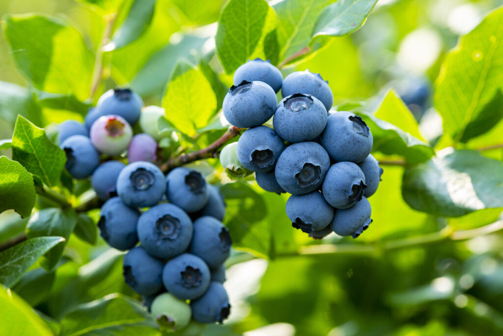 블루베리 효능과 신선한 보관 세척법