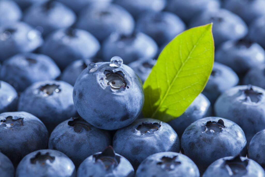 블루베리 효능과 신선한 보관 세척법