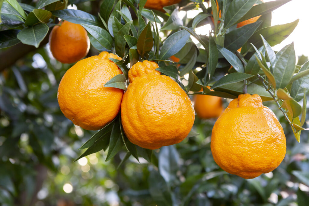 한라봉 효능과 맛있게 즐기법