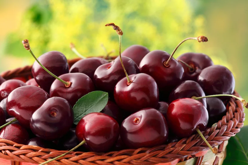 갈색 바구니에 가득 담긴 짙은 붉은색의 싱싱한 다크 체리와 녹색 잎사귀