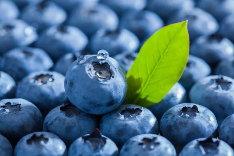 블루베리 효능과 신선한 보관 세척법: ‘신이 내린 보랏빛 선물’ 5가지 이득과 무르지 않는 세척 및 저장 팁