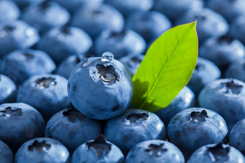 블루베리 효능과 신선한 보관 세척법: ‘신이 내린 보랏빛 선물’ 5가지 이득과 무르지 않는 세척 및 저장 팁