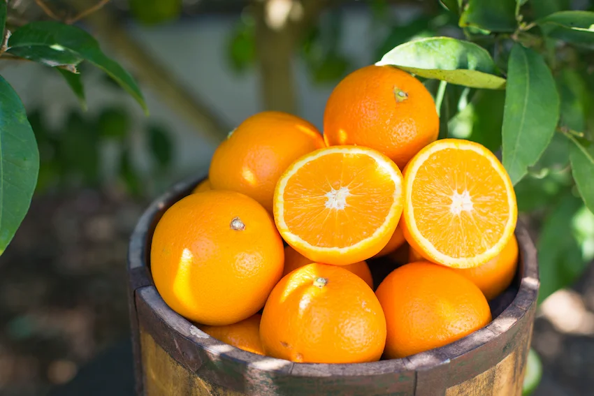 야외 나무 아래 바구니에 가득 담긴 신선한 오렌지와 과즙이 풍부한 오렌지