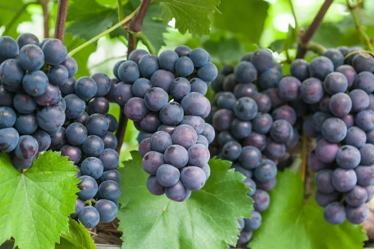 포도 효능과 보관법 : 5가지 주요 효능과 껍질째 건강하게 먹는 세척 및 보관 노하우