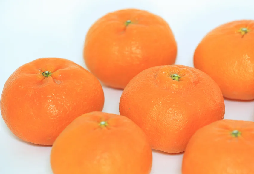 레드향 효능과 보관법 : 면역력과 피부 미용 돕는 5가지 핵심 효능 (명품 만감류 가이드)