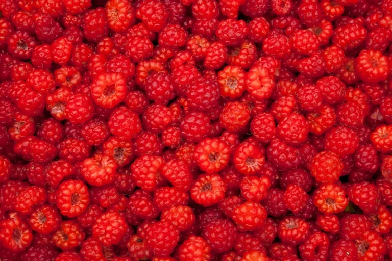 라즈베리 효능과 부작용: 지방 태우는 ‘라즈베리 케톤’의 비밀, 항산화와 눈 건강 가이드