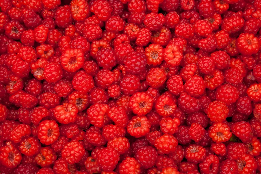 라즈베리 효능과 부작용: 지방 태우는 ‘라즈베리 케톤’의 비밀, 항산화와 눈 건강 가이드