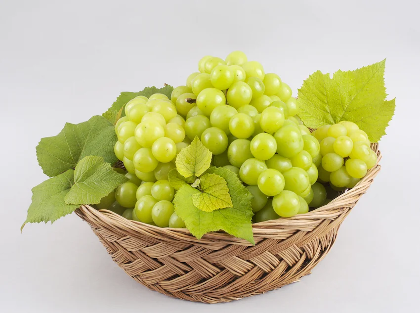 갈색 바구니에 풍성하게 담긴 신선한 연두색 샤인머스캣 포도 송이와 초록색 잎사귀 연출 사진