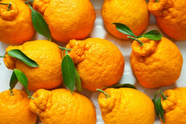 한라봉 효능과 맛있게 즐기는 후숙법: ‘천연 비타민’ 5가지 이득과 신맛을 줄이는 완벽 후숙 및 저장 팁