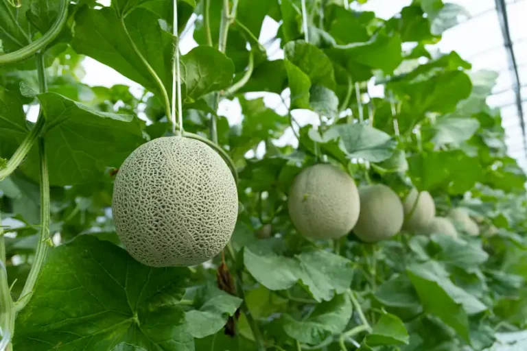 멜론 효능과 후숙법 : 부종 제거와 혈압 조절 돕는 5가지 핵심 효능 (품종별 가이드)
