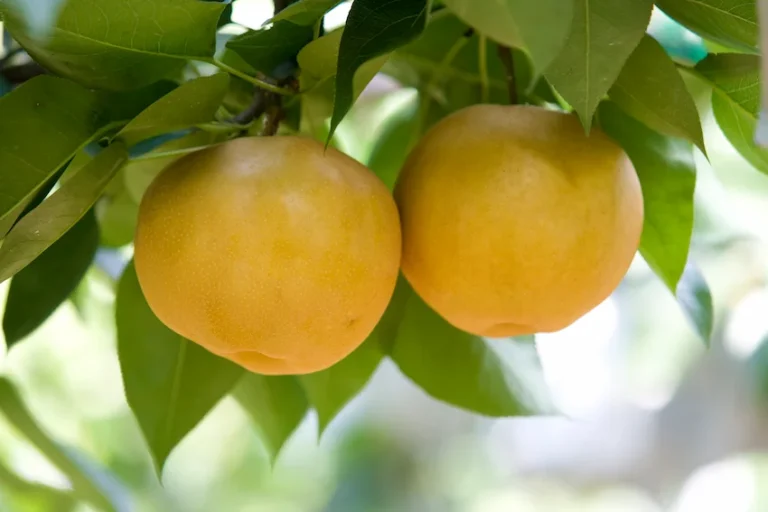 배 효능과 보관법 : 기관지 건강과 소화 증진 돕는 5가지 핵심 효능 (루테올린 가이드)