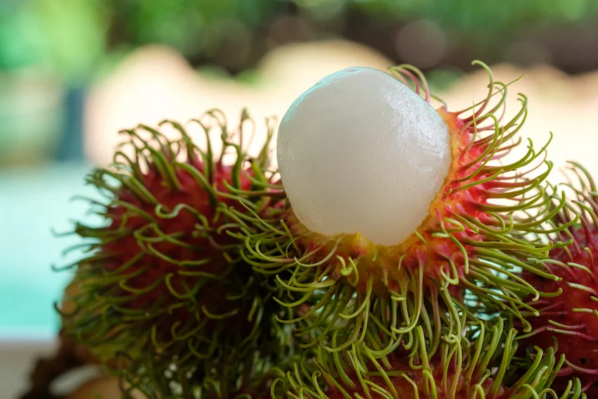 털이 난 붉은 껍질 속에 드러난 뽀얗고 탱글탱글한 람부탄 과육 클로즈업