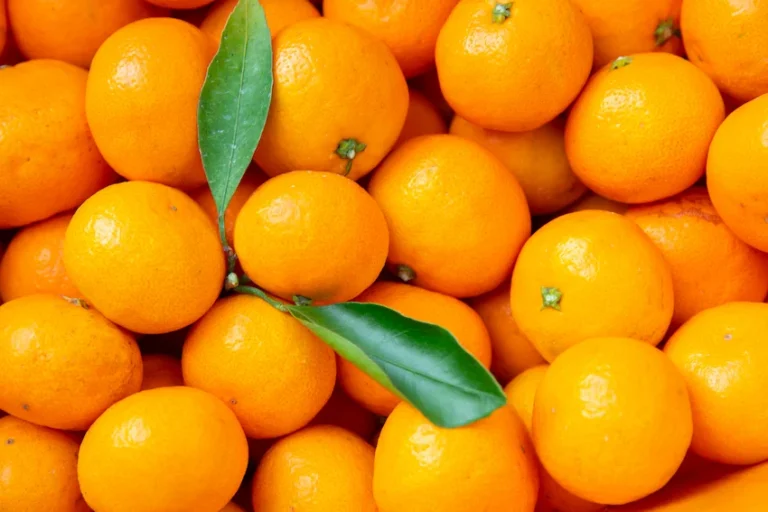 감귤 효능과 재배의 역사: 면역력 강화와 피부 미용 돕는 5가지 핵심 효능 (제주 귤 가이드)