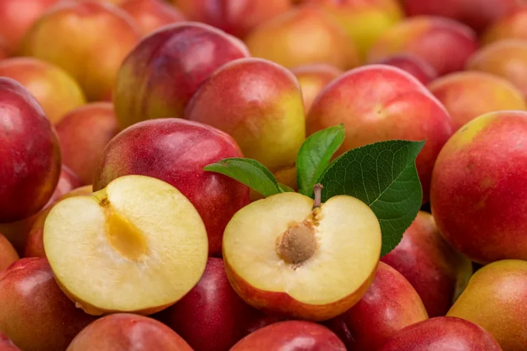 자두 효능과 보관법 : 변비 해소와 골다공증 예방을 위한 5가지 핵심, 종류별 맛비교 가이드