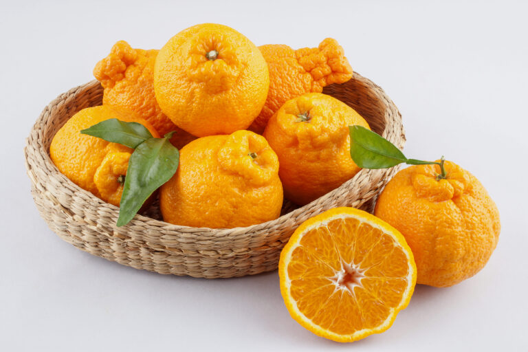 한라봉의 향긋한 매력과 제주 감귤 이야기: 효능부터 실패 없는 후숙법까지