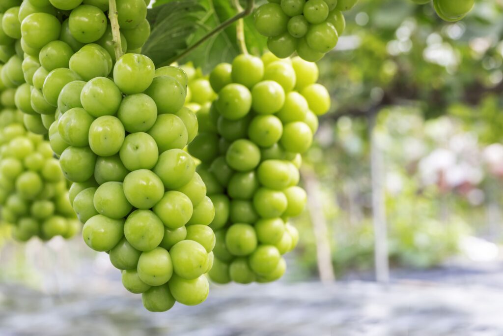 샤인머스캣 효능과 신선한 보관 세척법