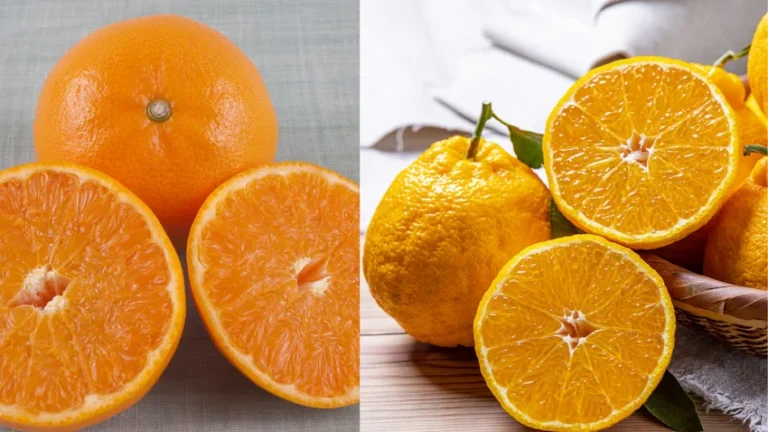 천혜향 한라봉 완벽 비교: 제주의 향기와 봉우리의 깊은 맛 심층 분석