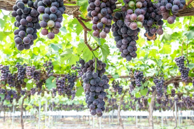 거봉 효능과 보관법: 포도의 왕이 선사하는 압도적 당도와 항산화 영양 가이드