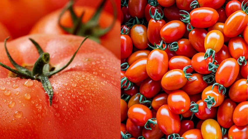 토마토 스테비아토마토,왼쪽에는 자연스러운 붉은빛의 토마토들이 모여 있고, 오른쪽에는 스테비아 공법으로 재배되어 광택이 나고 탱글탱글한 스테비아 토마토가 배치된 비교 사진