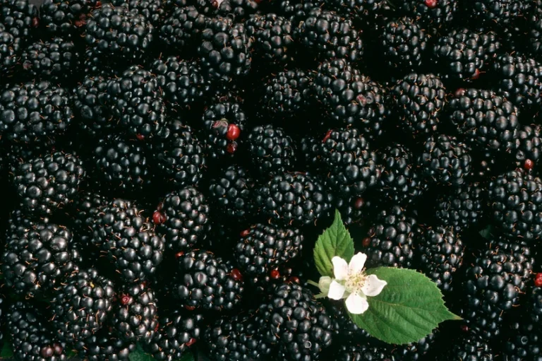 블랙베리 효능과 부작용: ‘검은 보석’이 선사하는 강력한 항산화와 뇌 건강, 남성 건강 가이드