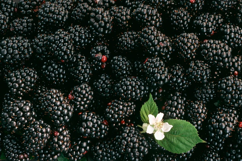 블랙베리 효능과 부작용: ‘검은 보석’이 선사하는 강력한 항산화와 뇌 건강, 남성 건강 가이드