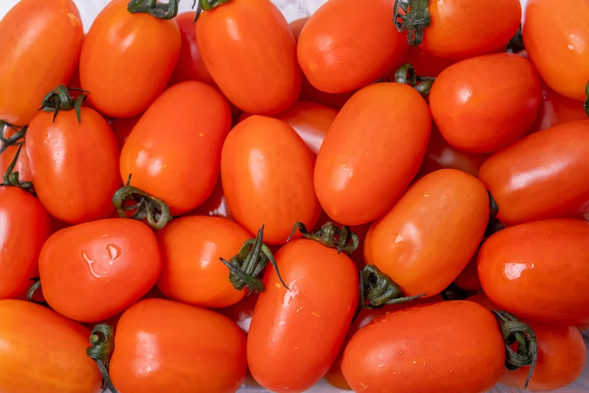 스테비아 토마토, 화면을 가득 채운 선명한 주황빛 레드 컬러의 스테비아 토마토들이 탱글탱글한 과육과 신선한 꼭지를 뽐내며 나열된 근접 사진