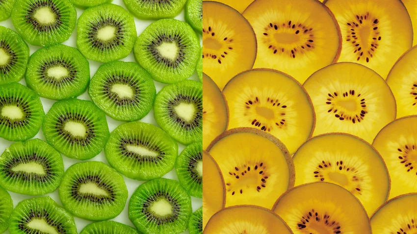 그린키위 골드키위, 왼쪽 바구니에는 솜털이 있고 초록색 속살의 그린키위가, 오른쪽 바구니에는 껍질이 매끈하고 노란 속살의 골드키위가 담겨 있는 비교 사진