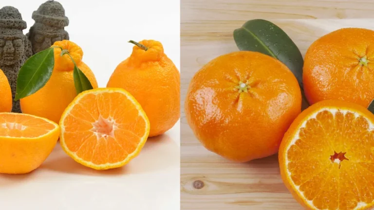 한라봉 레드향 완벽 비교: 제주 만감류의 자존심 심층 분석 가이드