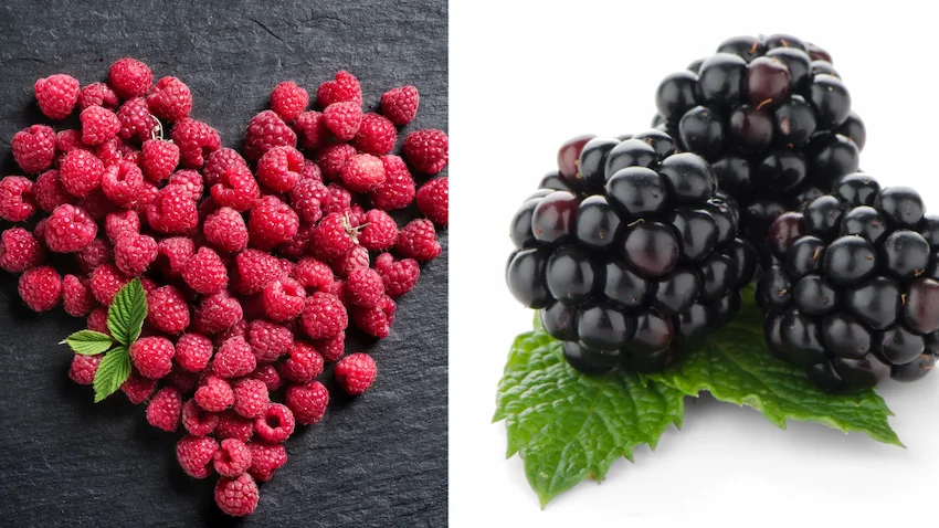 어두운 배경 위에 하트 모양으로 놓인 라즈베리들과 흰 배경 위 초록 잎사귀에 담긴 블랙베리 세 알
