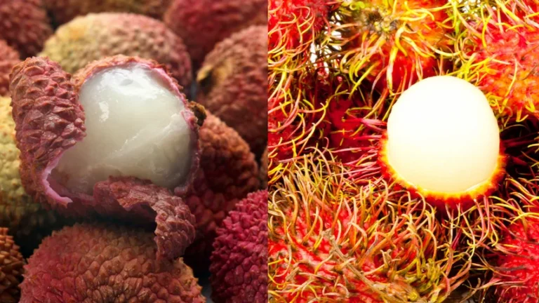 리치 람부탄 완벽 비교: 열대과일의 여왕과 보석 심층 분석 가이드