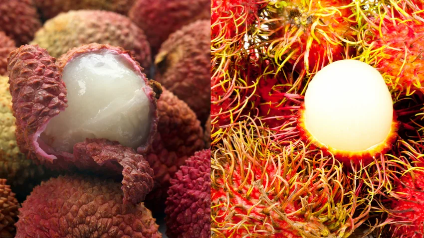 리치 람부탄 완벽 비교: 열대과일의 여왕과 보석 심층 분석 가이드