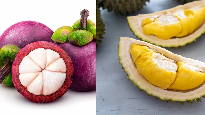 망고스틴 두리안 왼쪽에는 진보라색 껍질 속에 하얀 마늘 모양 과육이 든 망고스틴이, 오른쪽에는 가시 돋친 껍질 속 노란 크림색 과육이 드러난 두리안이 놓인 사진