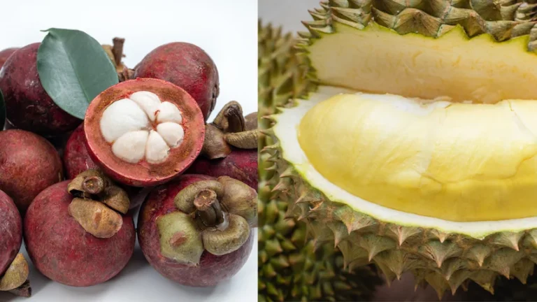 망고스틴 두리안 완벽 비교: 열대과일의 여왕과 왕이 선사하는 영양의 정점