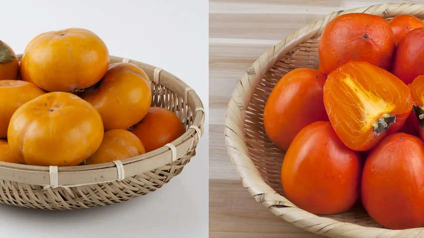 단감 홍시, 왼쪽 채반에는 단단하고 노란 단감이 가득하고, 오른쪽 채반에는 잘 익어 말랑하고 붉은 홍시와 그 단면이 담긴 제철 감 비교 사진