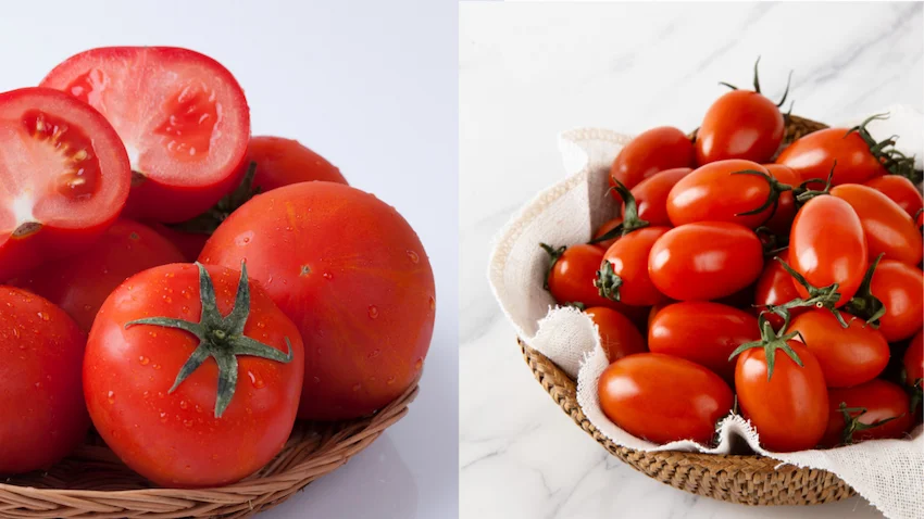 토마토 스테비아토마토, 왼쪽에는 자연스러운 붉은빛의 토마토들이 모여 있고, 오른쪽에는 스테비아 공법으로 재배되어 광택이 나고 탱글탱글한 스테비아 토마토가 배치된 비교 사진