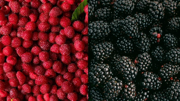 라즈베리 블랙베리 완벽 비교: 영양 성분부터 전문가 선별 보관법까지