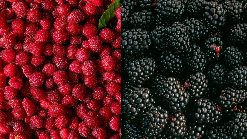 라즈베리 블랙베리 완벽 비교: 영양 성분부터 전문가 선별 보관법까지