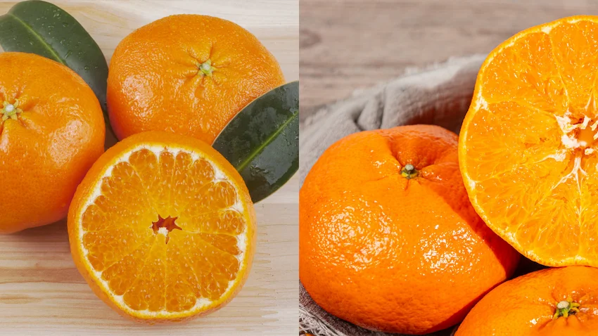 레드향 천혜향 껍질이 얇고 과육이 알알이 살아있는 천혜향 레드향의 단면과 신선한 잎사귀가 놓인 모습