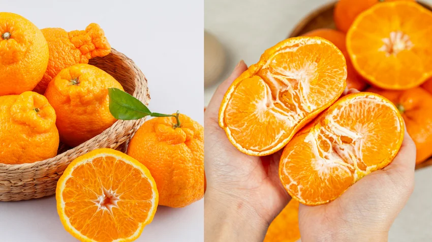 한라봉 레드향 왼쪽에는 껍질이 얇고 붉은 빛이 도는 레드향 단면이, 오른쪽에는 꼭지가 볼록하게 솟은 한라봉을 손으로 쪼개어 보여주는 비교 사진
