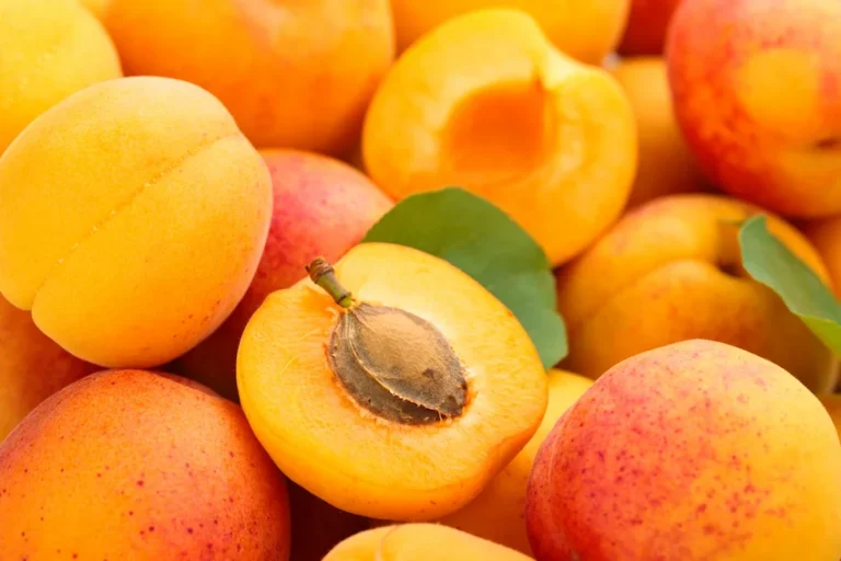 살구 효능과 주의점: 폐 건강과 피부 미용의 황금 열매, ‘아미그달린’ 씨앗 섭취 주의보