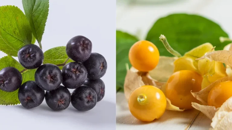 아로니아 골든베리 완벽 비교: 안토시아닌의 제왕과 비타민의 보고, 영양 데이터 분석