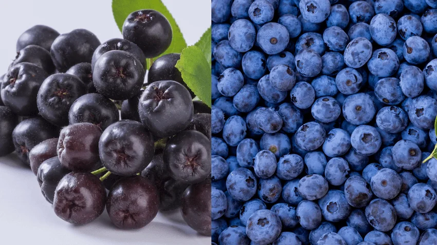 아로니아 블루베리 완벽 비교: 왕의 열매와 신의 선물, 항산화 데이터 심층 분석