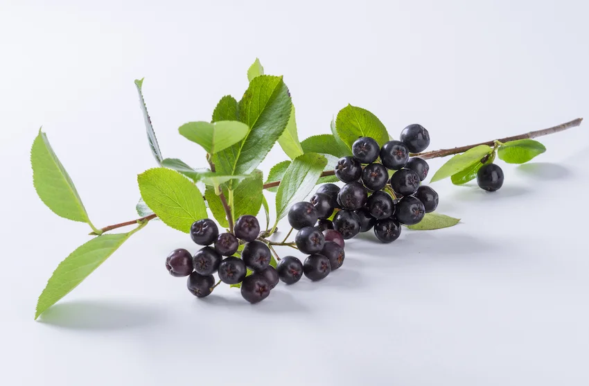 아로니아 , 흰 배경 위에 놓인 푸른 잎사귀가 달린 나뭇가지에 짙은 검은색 아로니아 열매들이 송이째 맺혀 있는 사진