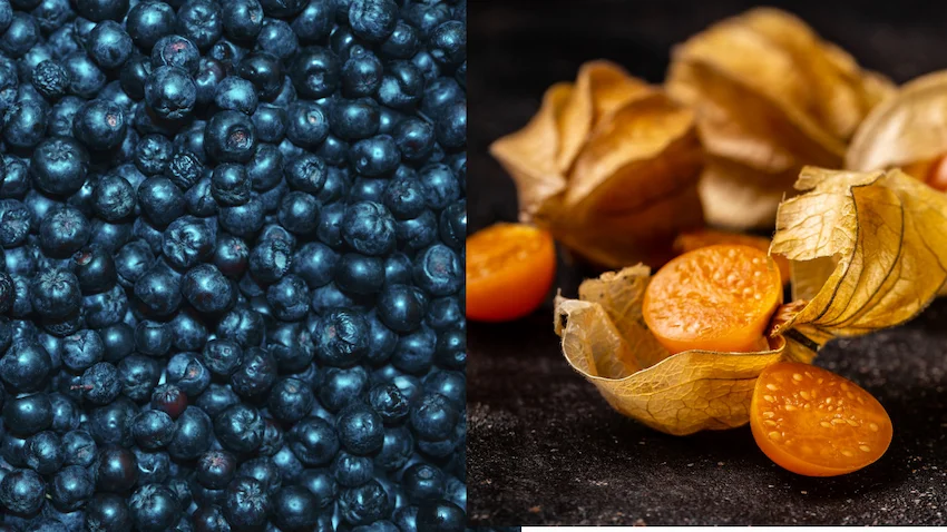 아로니아 골든베리, 왼쪽 바구니에는 짙은 검은색의 아로니아 열매들이, 오른쪽 바구니에는 선명한 노란색의 매끈한 골든베리 열매들이 담겨 색상 대비를 이루는 사진