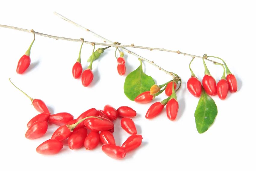 구기자, 초록색 잎사귀 사이로 가늘고 긴 나뭇가지에 대롱대롱 매달린 선명하고 반짝이는 붉은색 구기자 열매들