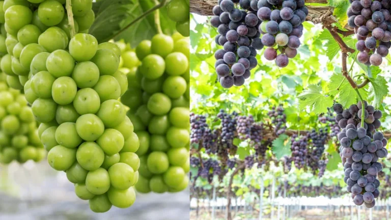 샤인머스캣 거봉 완벽 비교: 프리미엄 포도의 영양 성분부터 전문가 선별 보관법까지