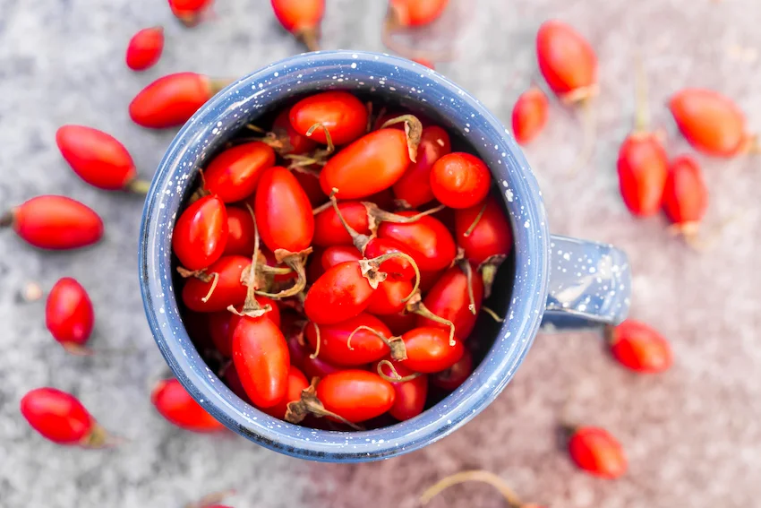 구기자 효능과 먹는 법: ‘동양의 비아그라’ 진시황이 찾던 불로초의 비밀