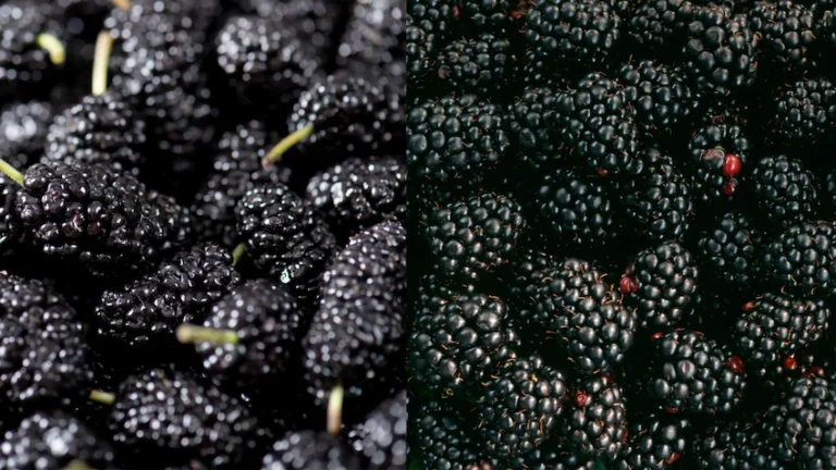 오디 블랙베리 완벽 비교: 슈퍼푸드 베리의 영양 성분부터 전문가 선별 보관법까지