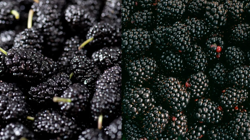 오디 블랙베리 완벽 비교: 슈퍼푸드 베리의 영양 성분부터 전문가 선별 보관법까지