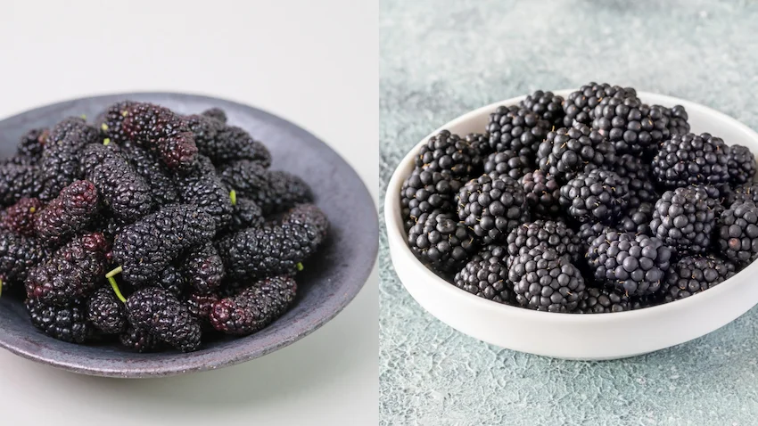 오디 블랙베리, 왼쪽에는 길쭉한 모양의 검보랏빛 오디 열매들이, 오른쪽에는 알갱이가 굵고 동글동글한 블랙베리 열매들이 담겨 외형을 대조하는 사진